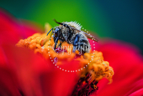 Bees-6