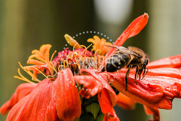 Bees-33