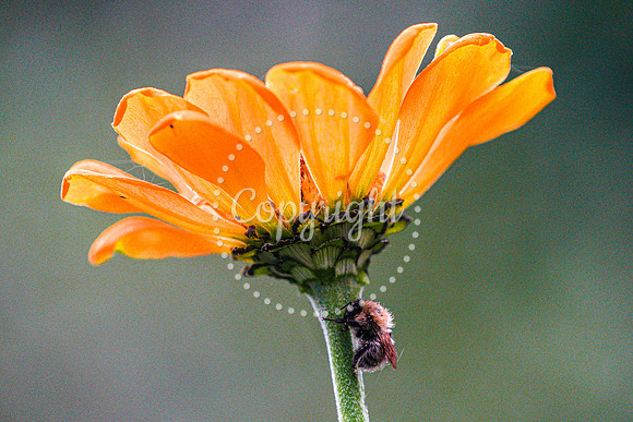 Bees-2