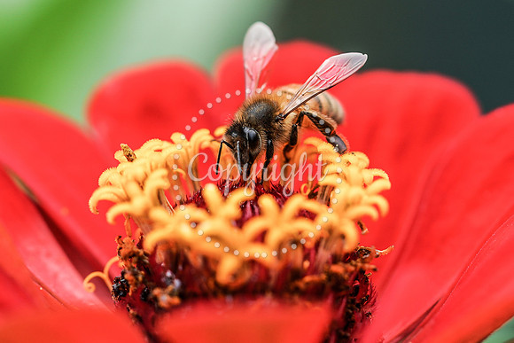 Bees-24