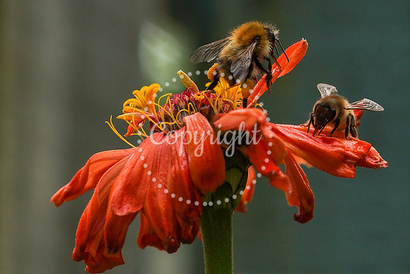 Bees-28