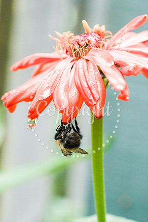 Bees-9