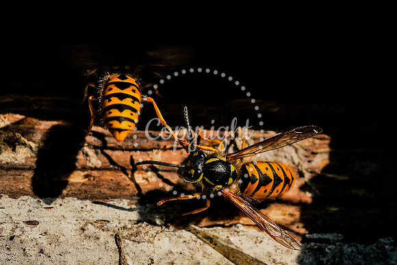 wasp-8