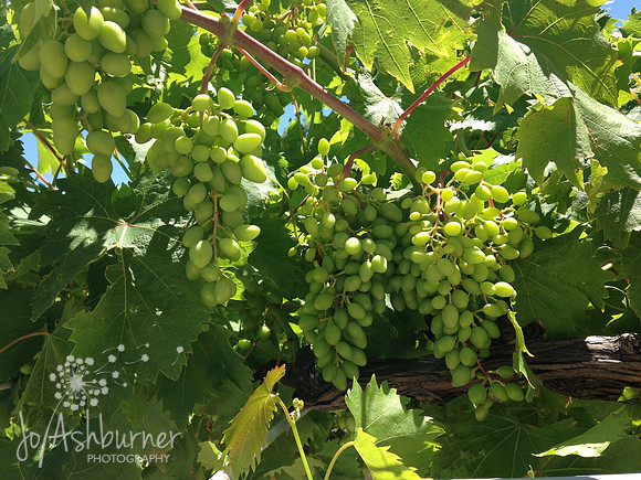 Grapes