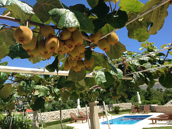 Kiwi Fruit