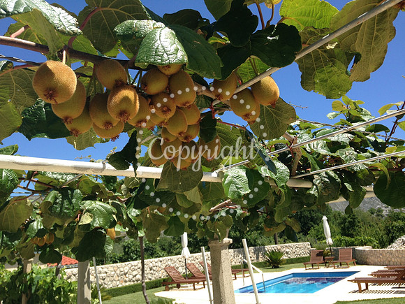 Kiwi Fruit