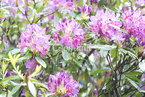 Garden-20.jpg