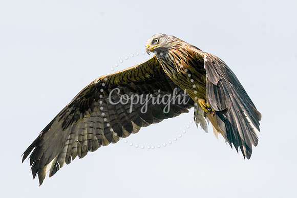 RedKites2023-068-Standard