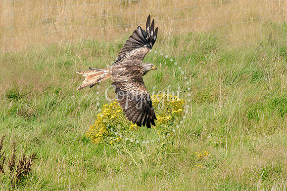 RedKites2023-1156-Motion