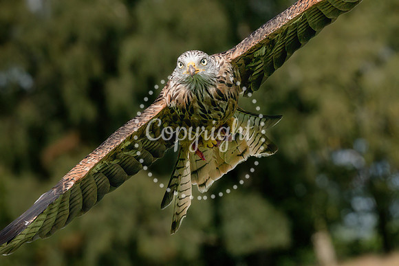 RedKites2023-1214-Focus