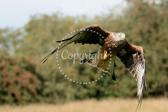 RedKites2023-1350-Focus