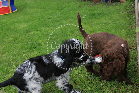 George-&-Daisy-042
