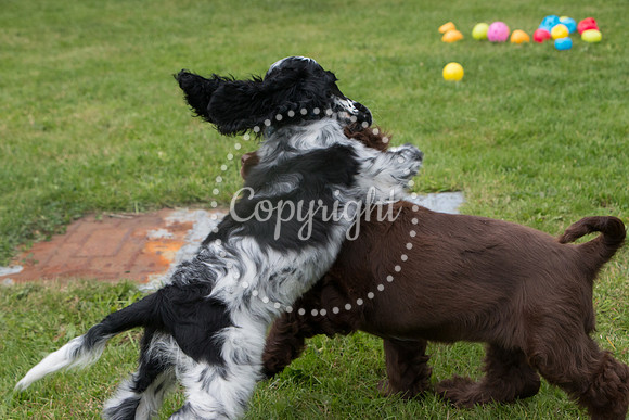 George-&-Daisy-045