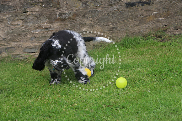 George-&-Daisy-050