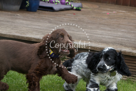 George-&-Daisy-061