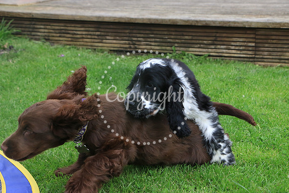 George-&-Daisy-070