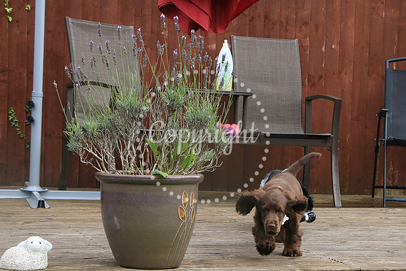 George-&-Daisy-072