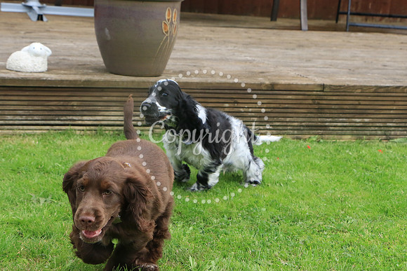 George-&-Daisy-076