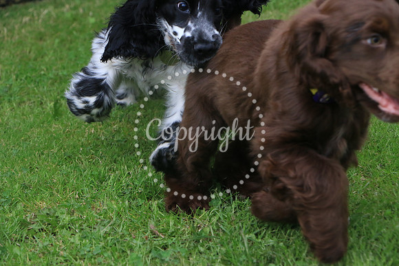 George-&-Daisy-082