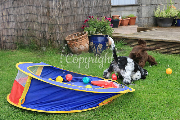 George-&-Daisy-083