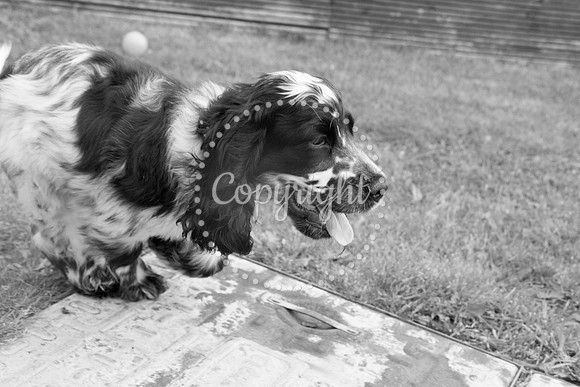 George-&-Daisy-092
