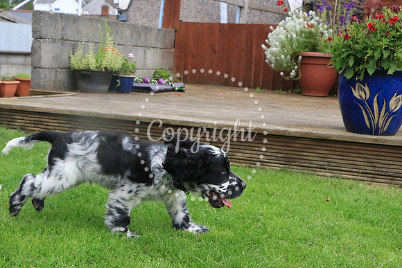 George-&-Daisy-090