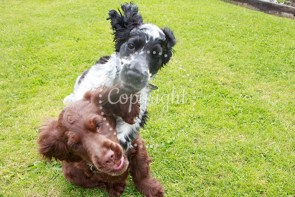 George-&-Daisy-097