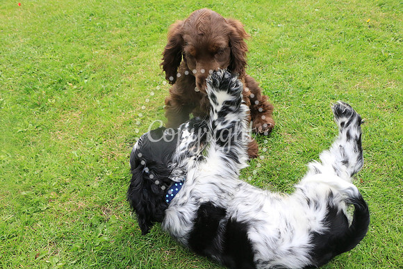 George-&-Daisy-100