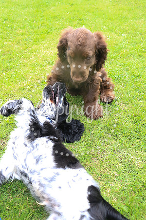 George-&-Daisy-102