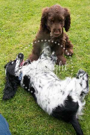 George-&-Daisy-103