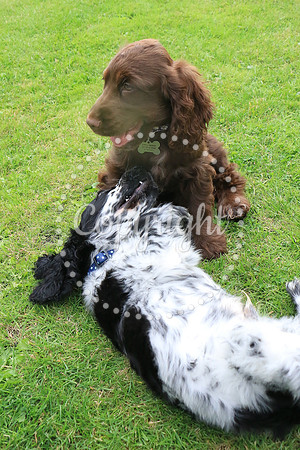George-&-Daisy-106
