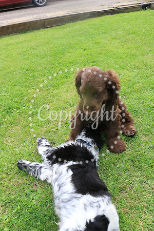 George-&-Daisy-108