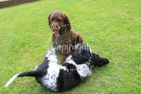 George-&-Daisy-110