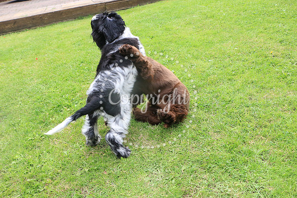 George-&-Daisy-111