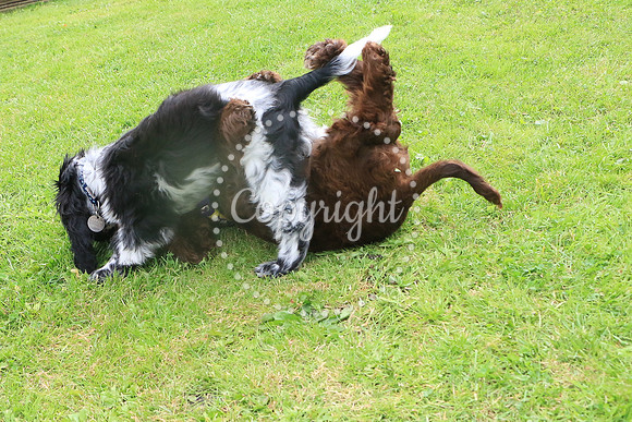 George-&-Daisy-114