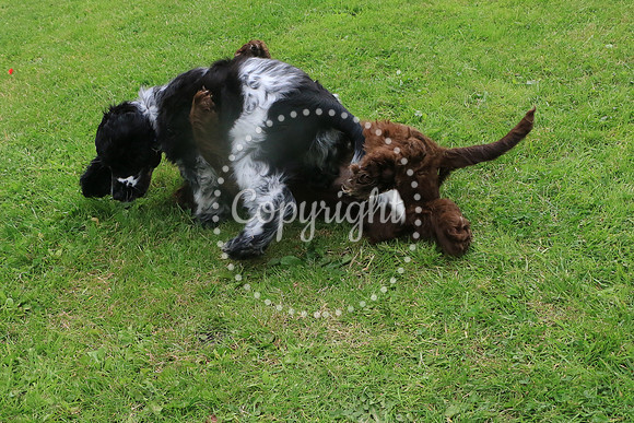 George-&-Daisy-116