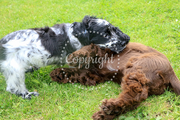 George-&-Daisy-118