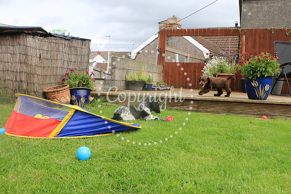 George-&-Daisy-152