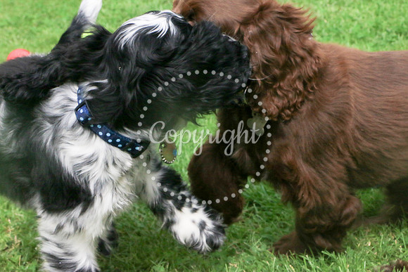 George-&-Daisy-182