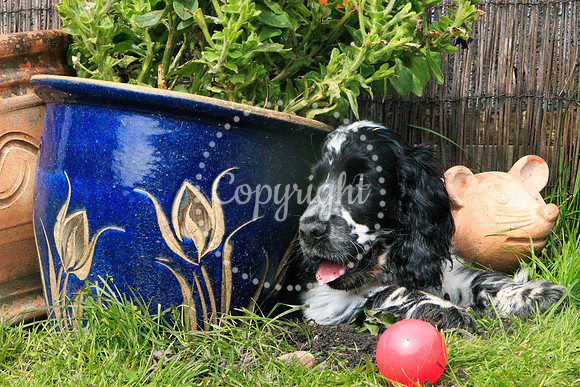 George-&-Daisy-185