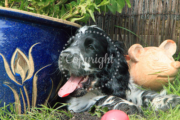 George-&-Daisy-187