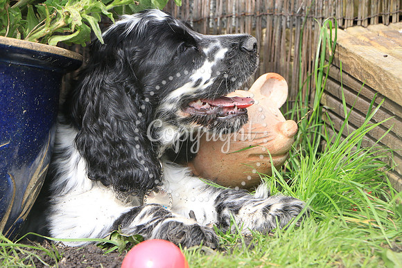 George-&-Daisy-192