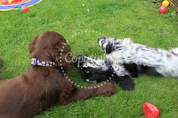 George-&-Daisy-201