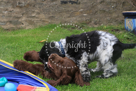 George-&-Daisy-212