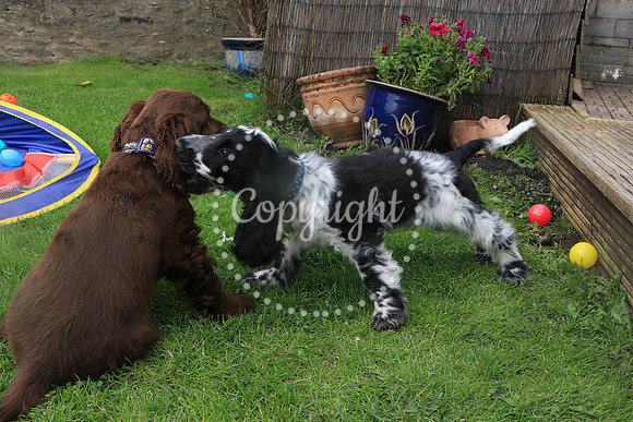 George-&-Daisy-213