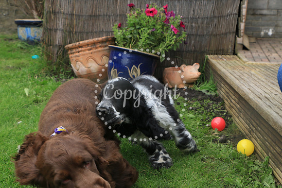 George-&-Daisy-222
