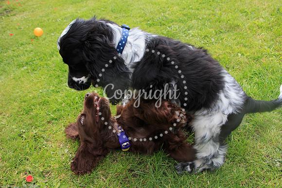 George-&-Daisy-227