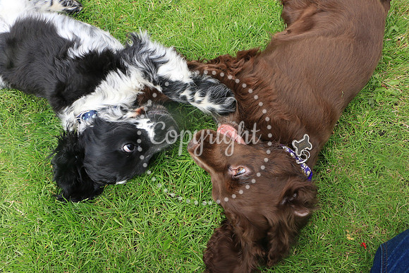 George-&-Daisy-234
