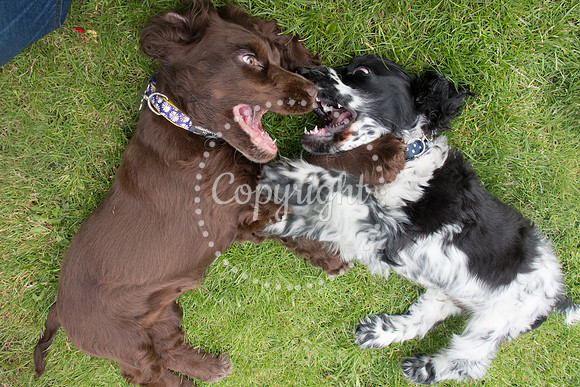 George-&-Daisy-237
