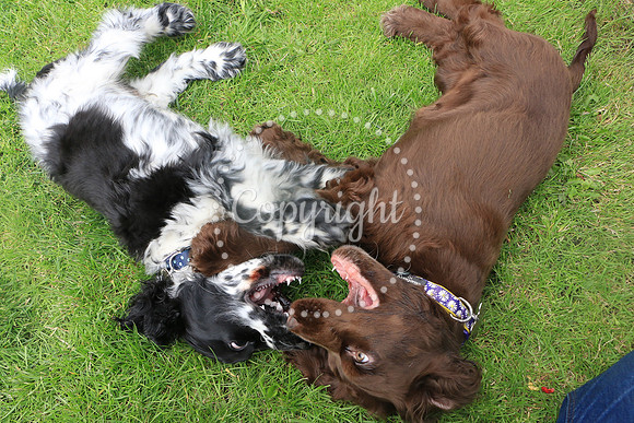 George-&-Daisy-238